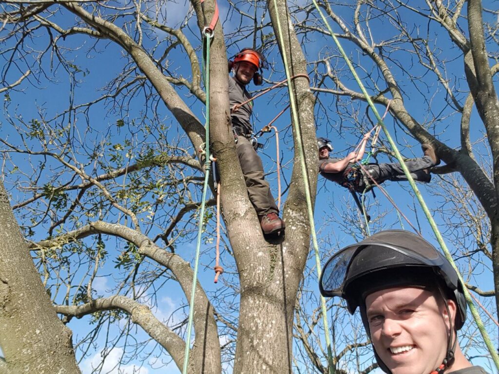 tree surgeon maidstone working at leeds castle