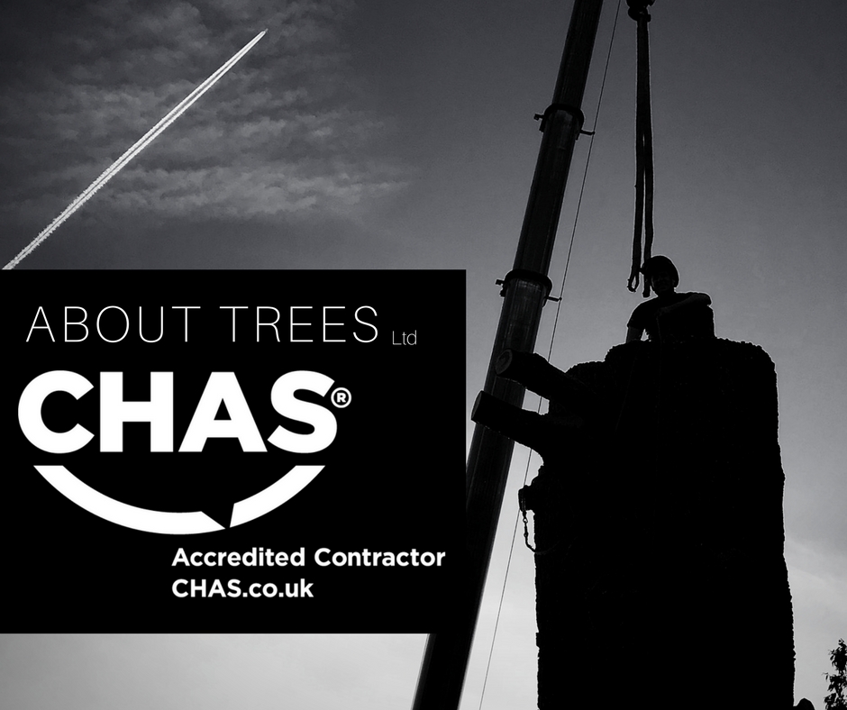 CHAS accredited tree surgeons in Kent