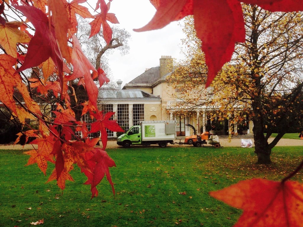 The Imperative of Autumnal Tree Maintenance: Your Comprehensive Homeowner’s Guide