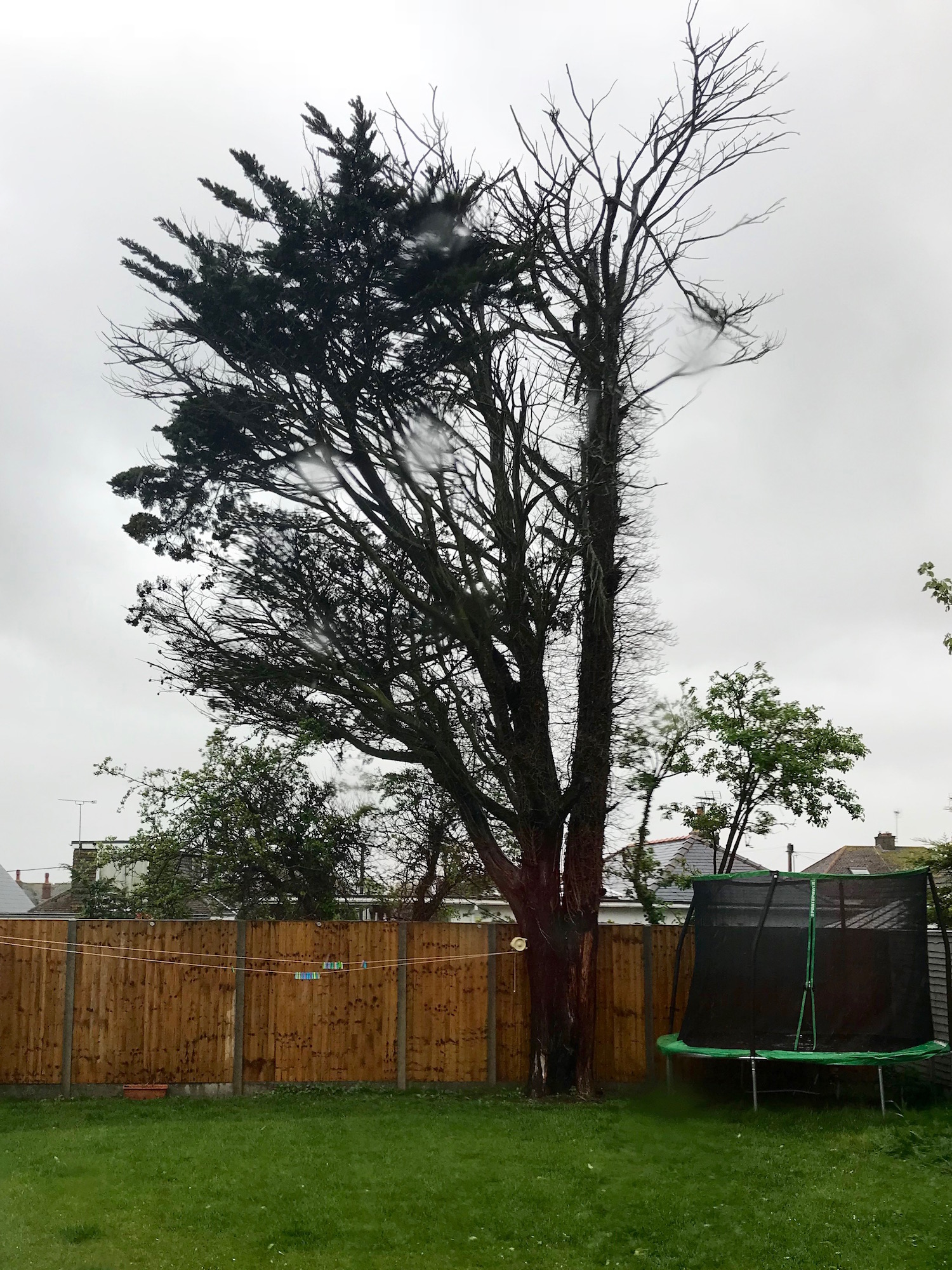 Kent Trading Standards Approved Tree Surgeons