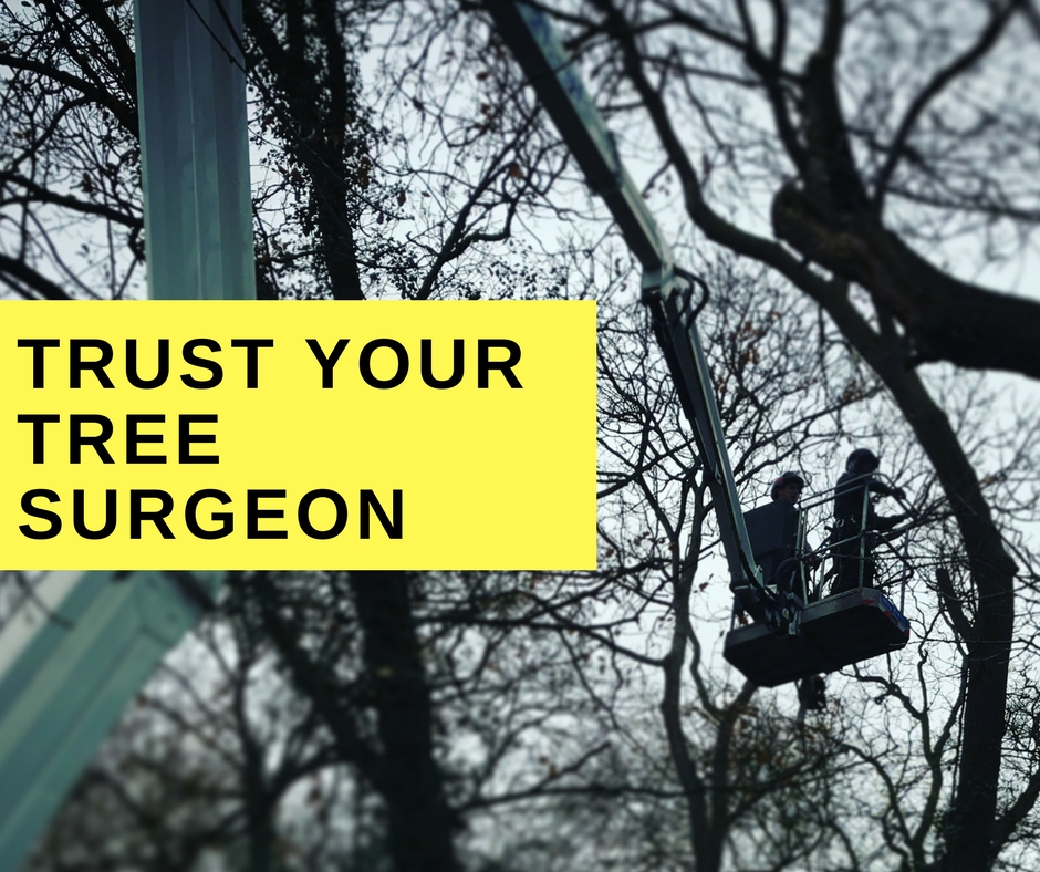 Trust your tree surgeon