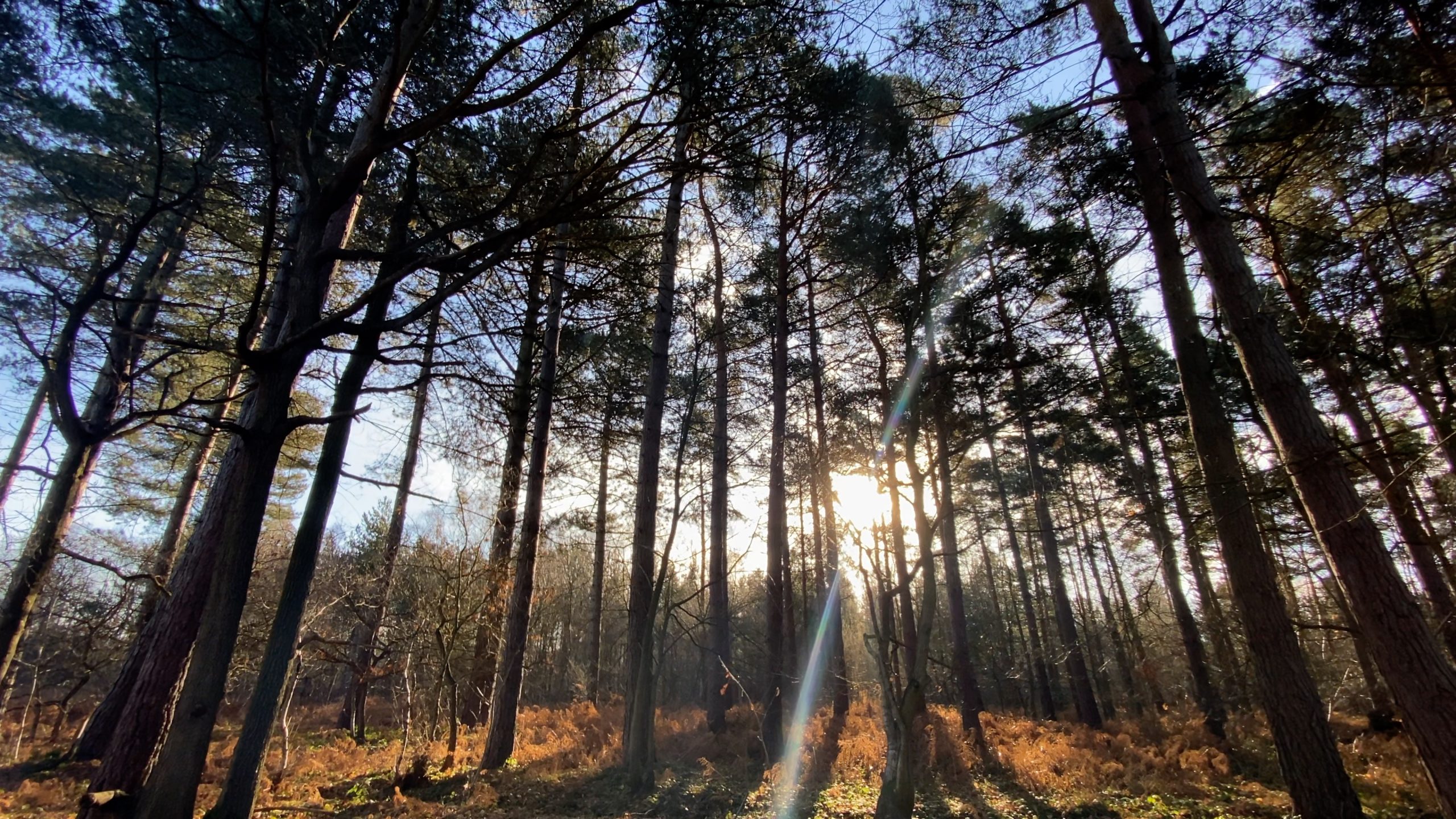 Tree Surgeon Services Maidstone Kent