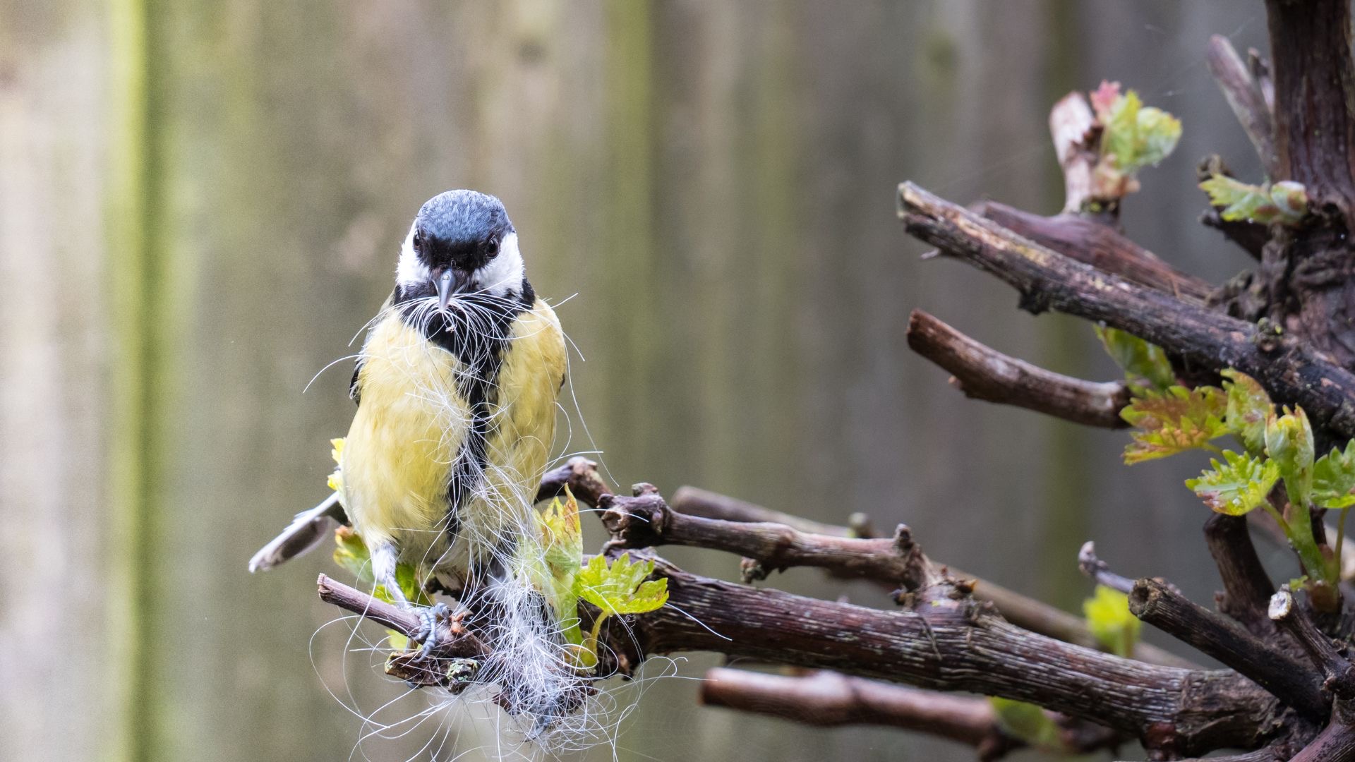 Bird Nesting Season: How Does Bird Nesting Affect Tree Work in the UK and What You Should Do to Avoid Harming Birds?