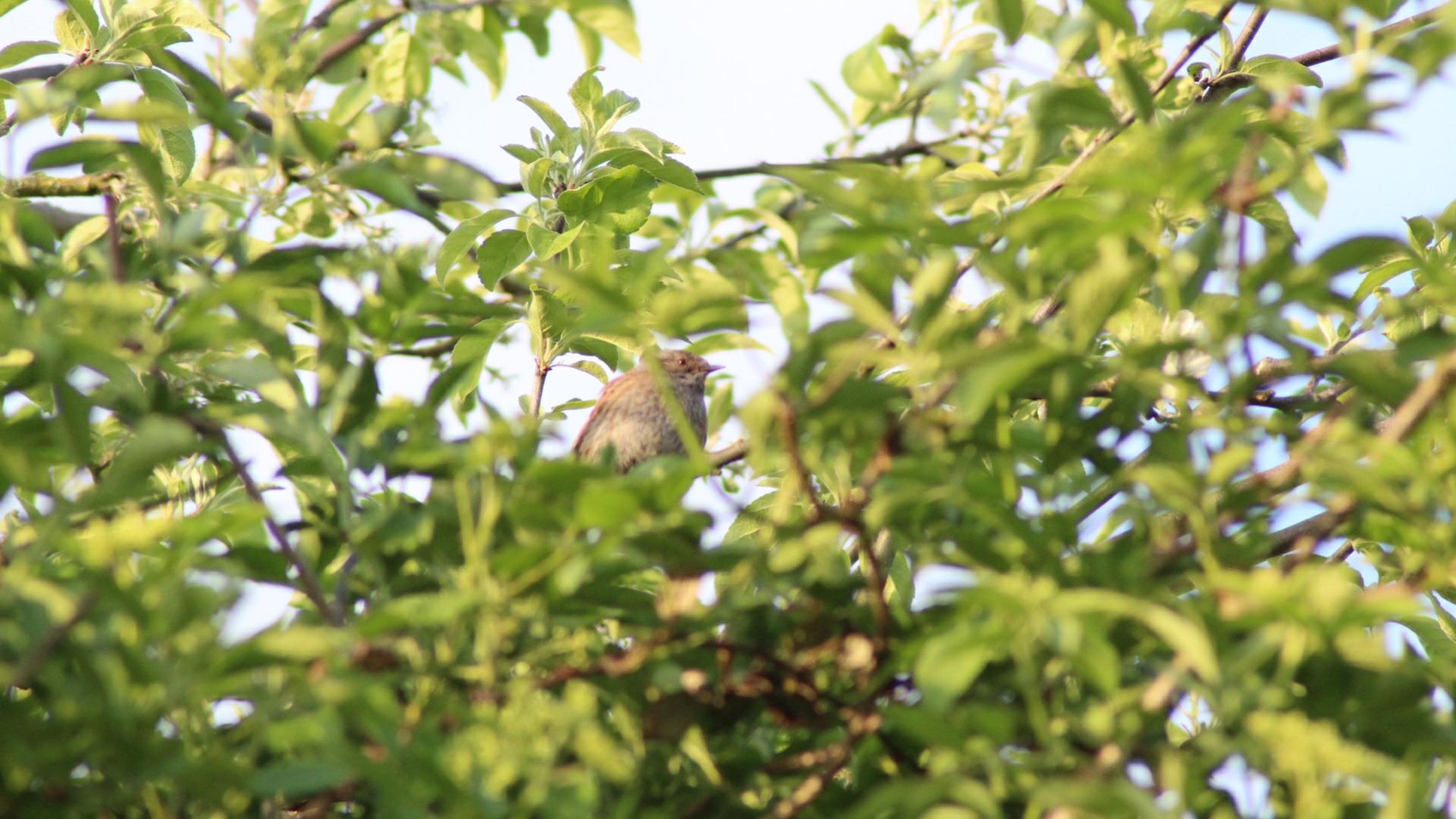 Bird Nesting Season About Trees Tree Surgery Kent