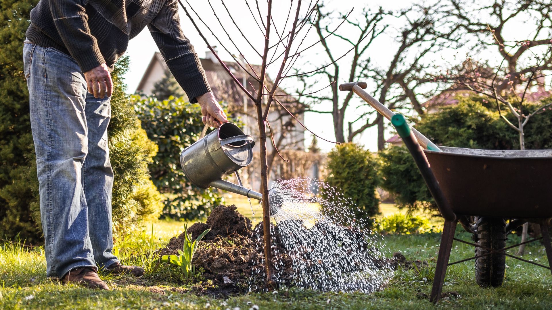 How often should you water newly planted trees?