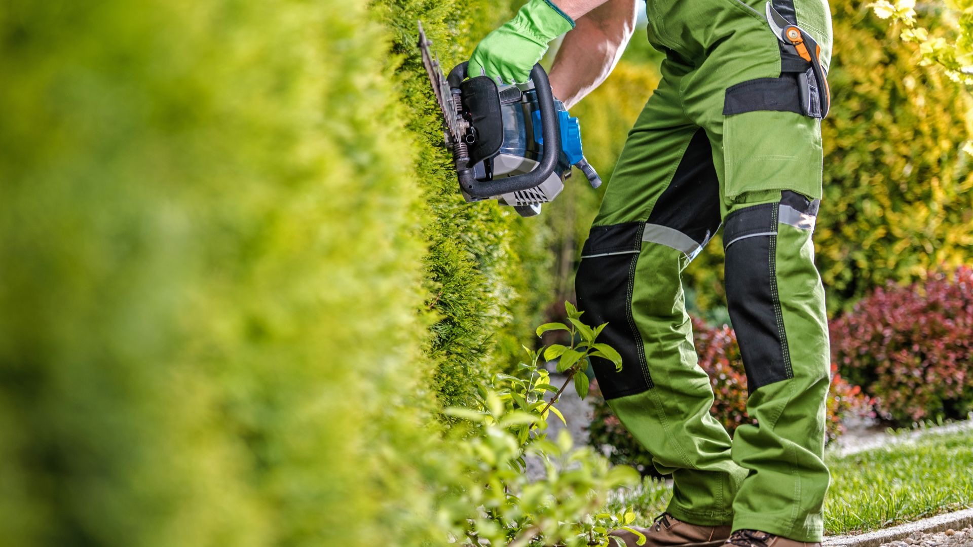 About Trees Hedge Trimming Service Kent Canterbury Maidstone Ashford Tunbridge Wells Whitstable Sevenoaks Tree Surgery Planting Trees Near Property