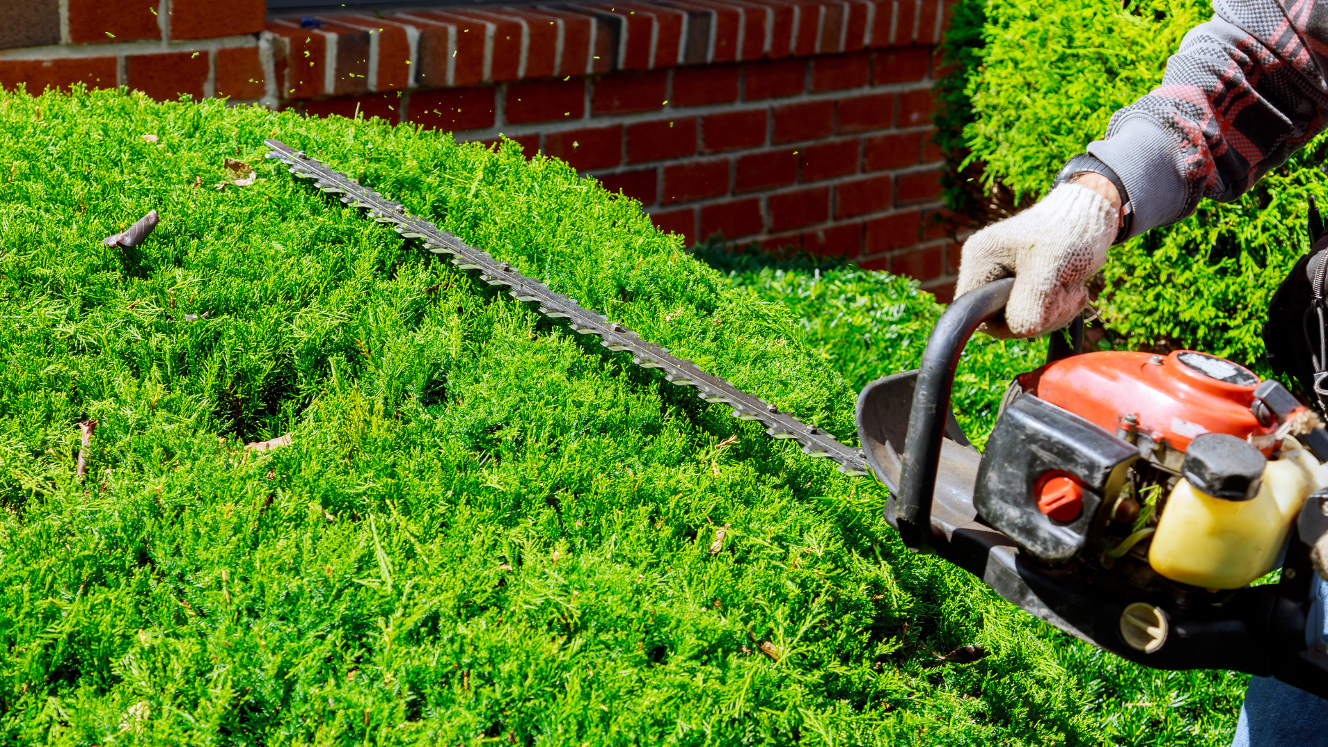 About Trees Hedge Trimming Service Kent Canterbury Maidstone Ashford Tunbridge Wells Whitstable Sevenoaks Tree Surgeon Planting Trees Near Property