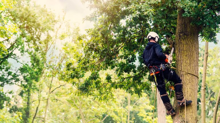 Difference Arborist Tree Surgeon About Trees Kent Whitstable