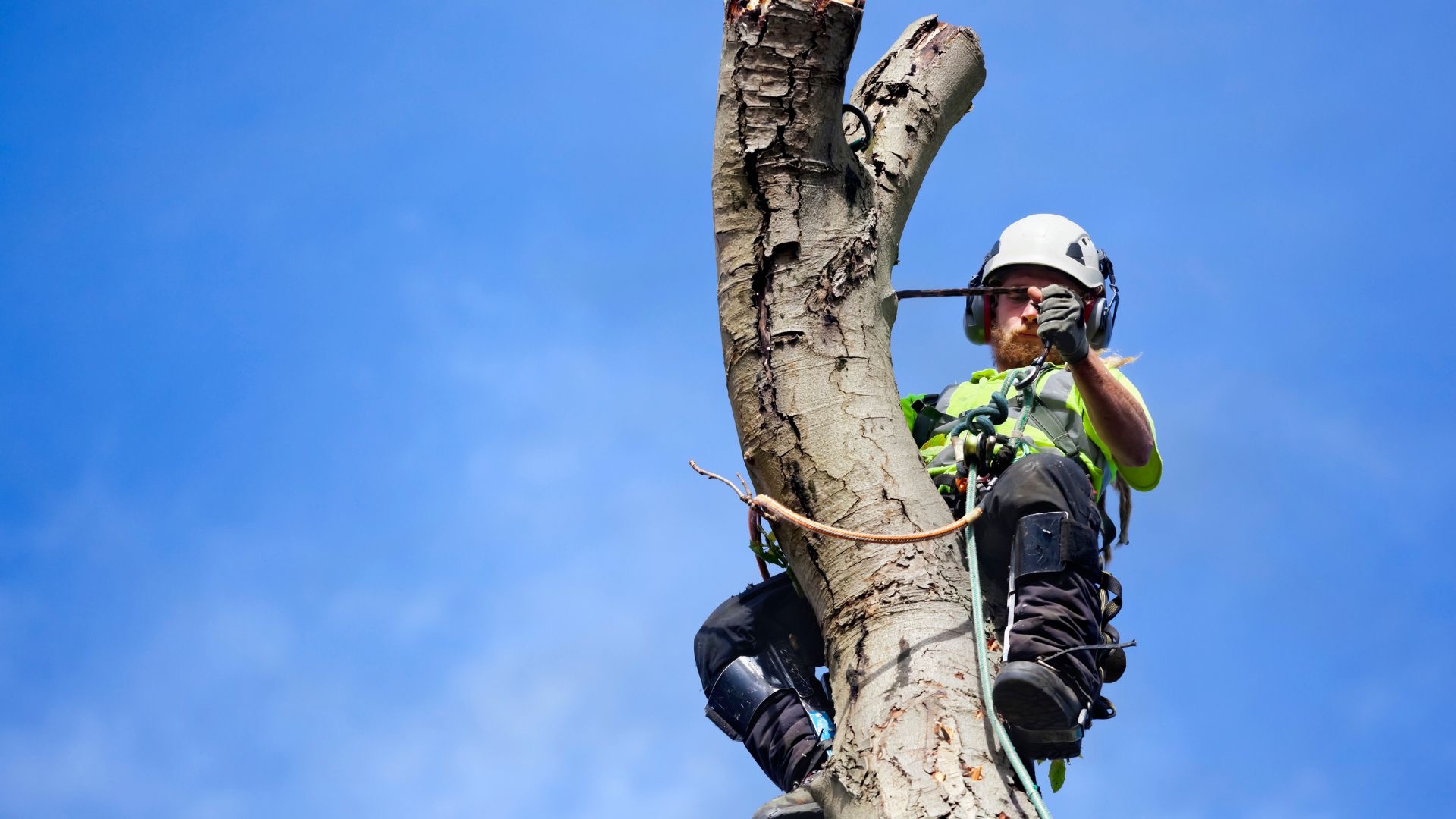 Difference Arborist Tree Surgeon About Trees Kent Whitstable 