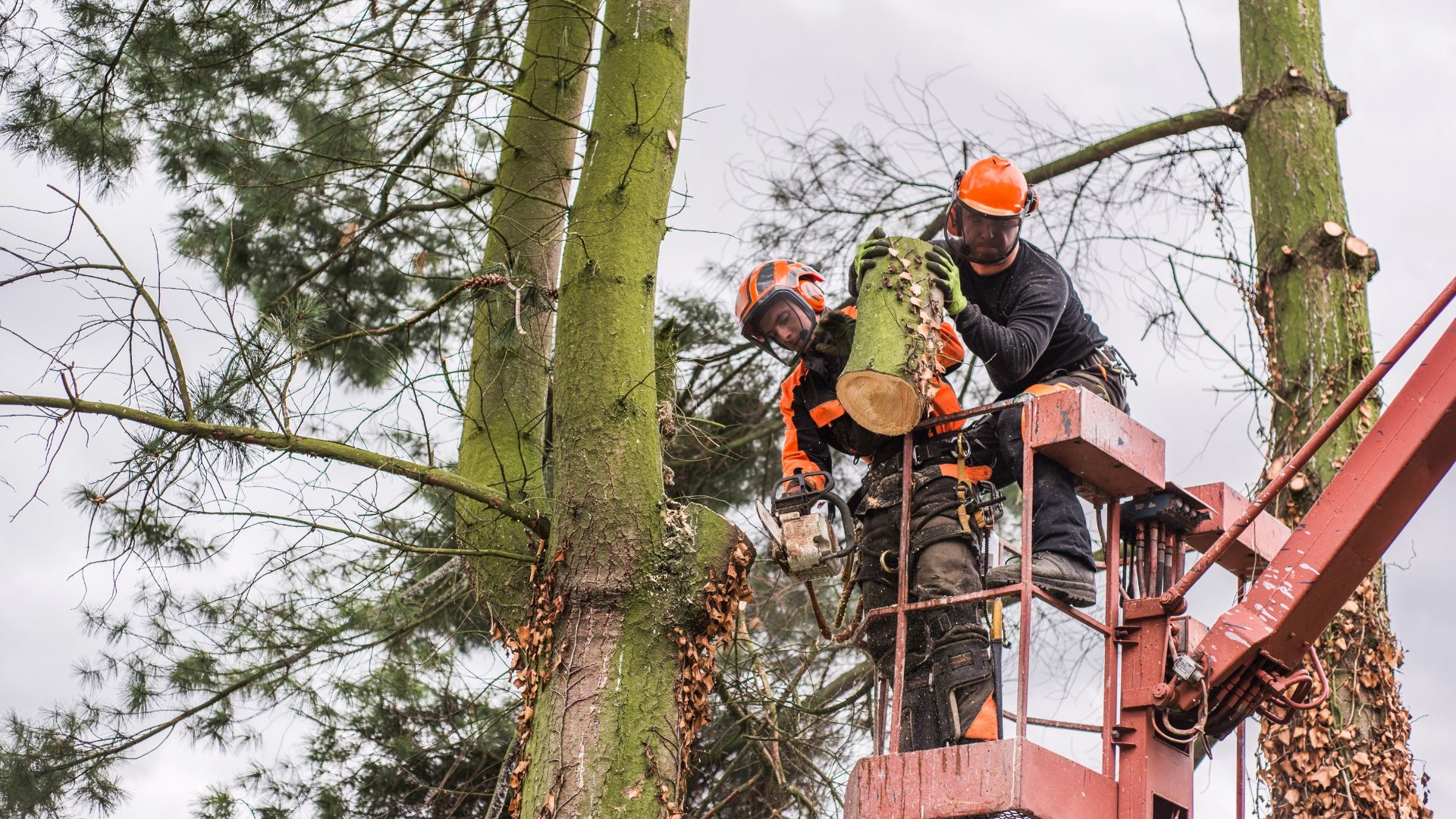 Difference Arborist Tree Surgeon About Trees Kent Whitstable Maidstone Canterbury