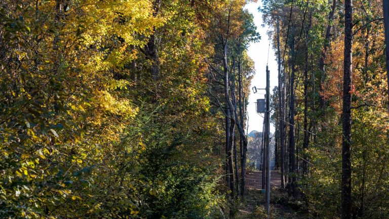 Tree Power Network Lines About Trees Tree Surgeon Arborist Kent Whitstable