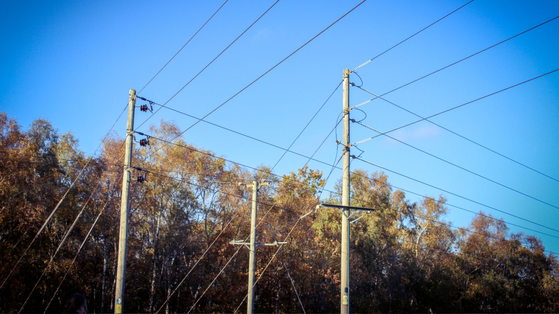 Tree Power Network Lines About Trees Tree Surgeon Arborist Kent Whitstable Canterbury Tunbridge Wells Maidstone