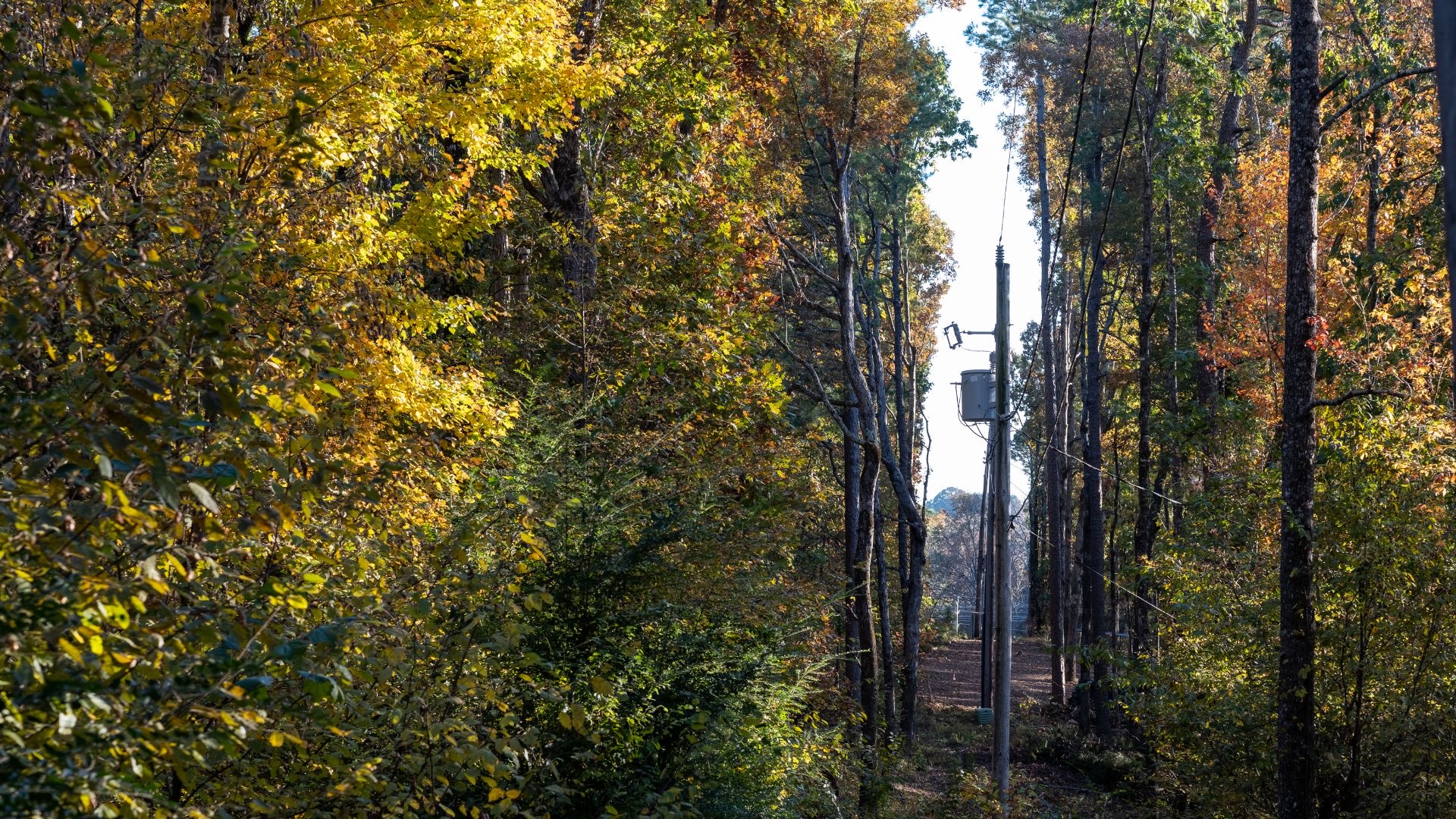 Who Is Responsible For Tree Care Near Power Network Lines?