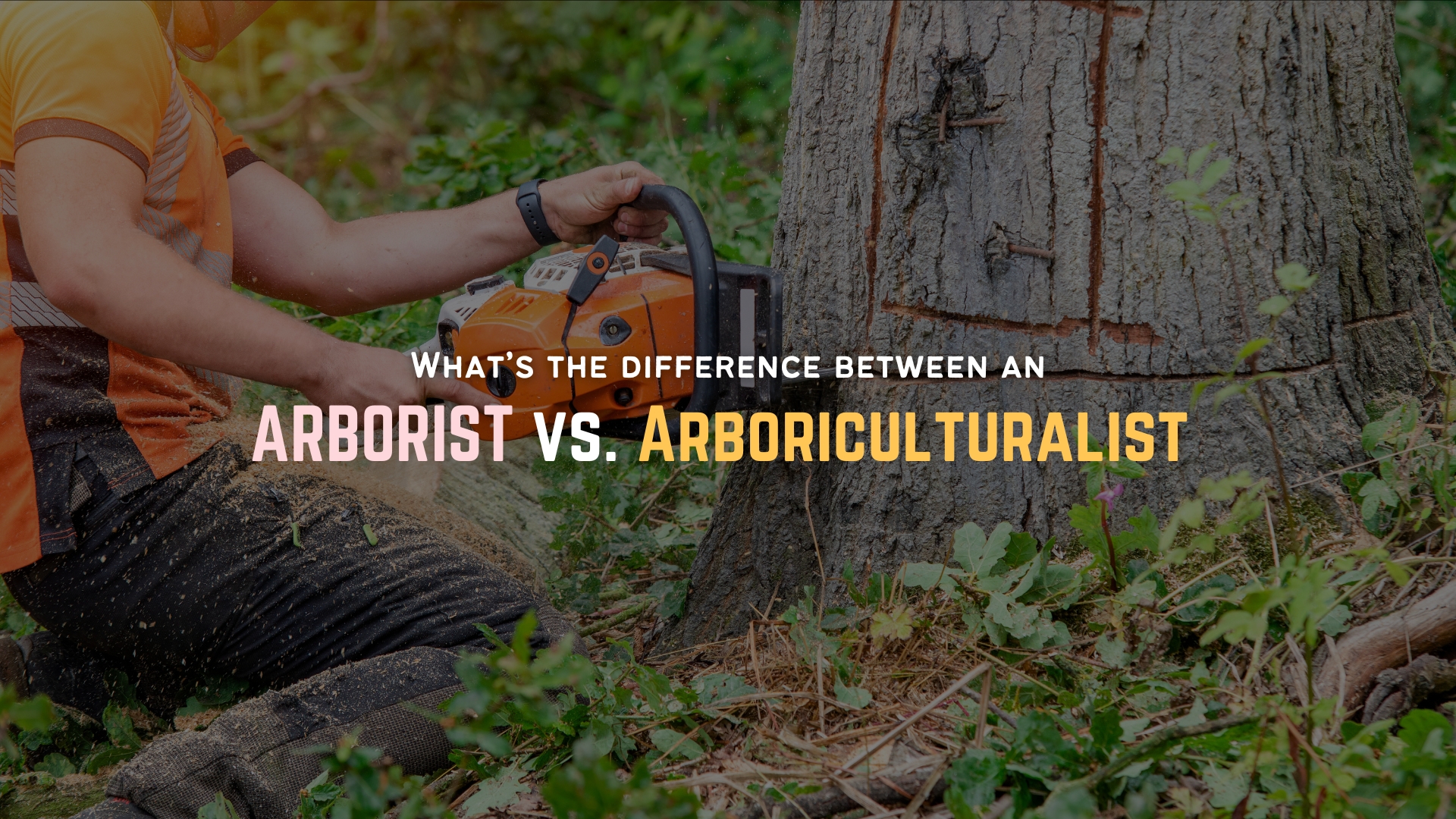 What’s the Difference Between an Arborist and an Arboriculturalist?