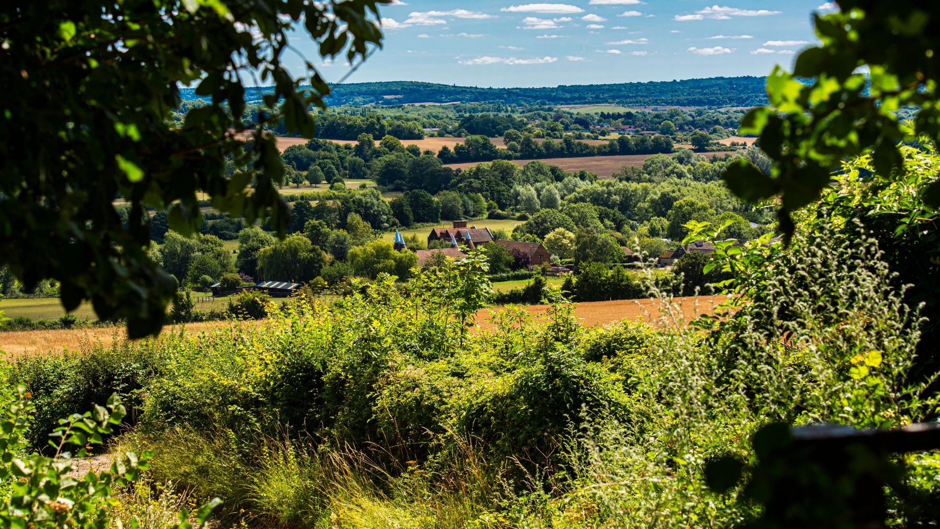 Cut Down Tree Own Property About Trees Kent