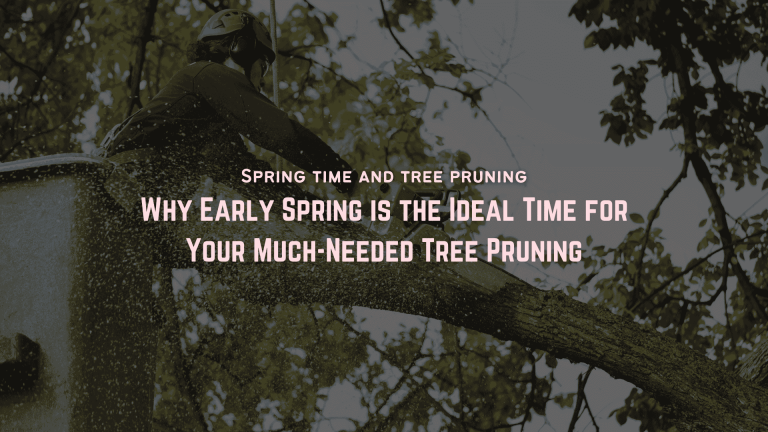 About Trees Spring Time Tree Pruning Kent