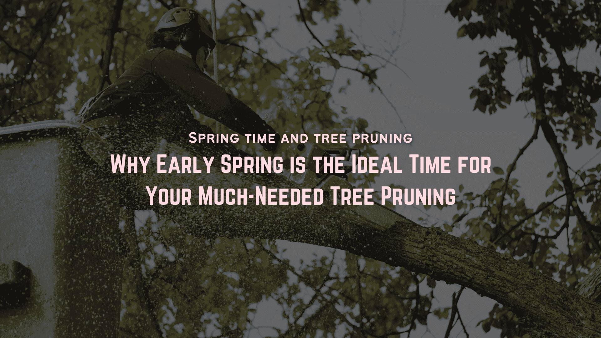 Spring Time and Tree Pruning