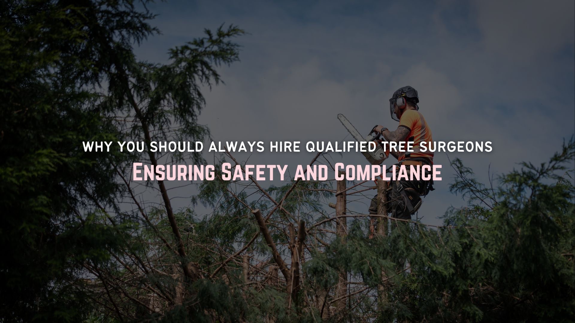 Qualified Tree Surgeons Kent About Trees