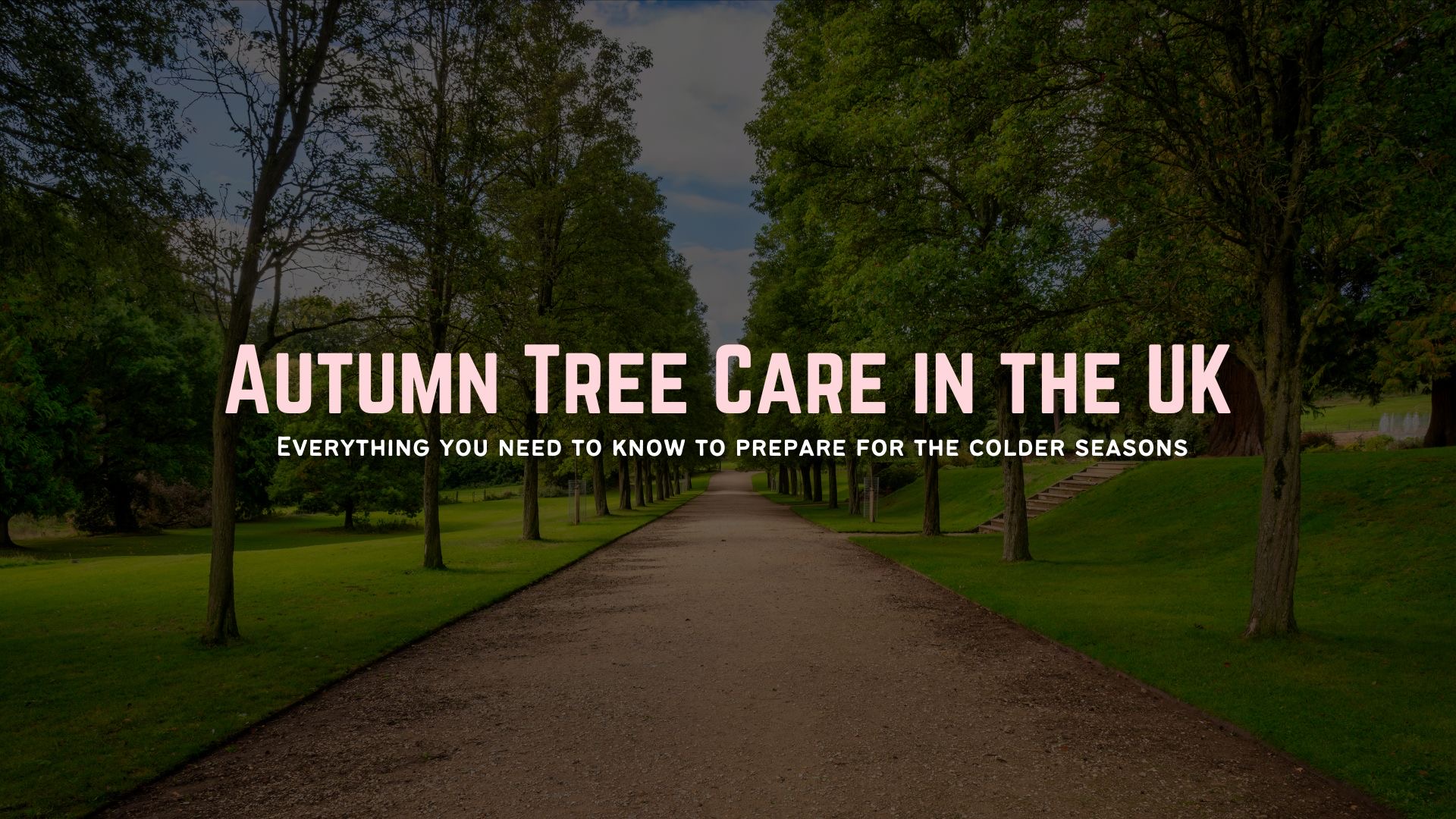 Autumn Tree Care in the UK