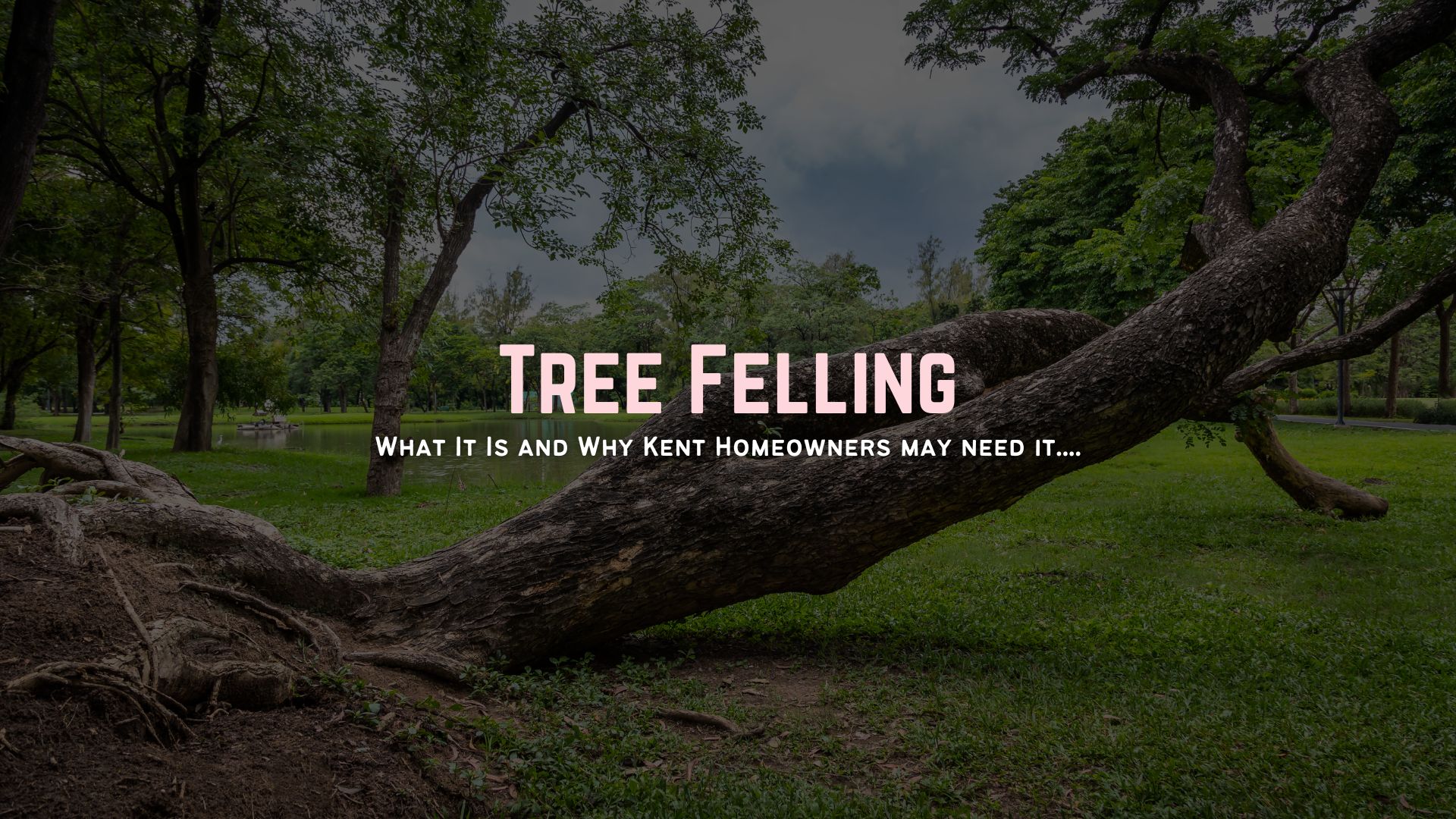 Tree Felling Kent About Trees Tree Surgeon Arborist