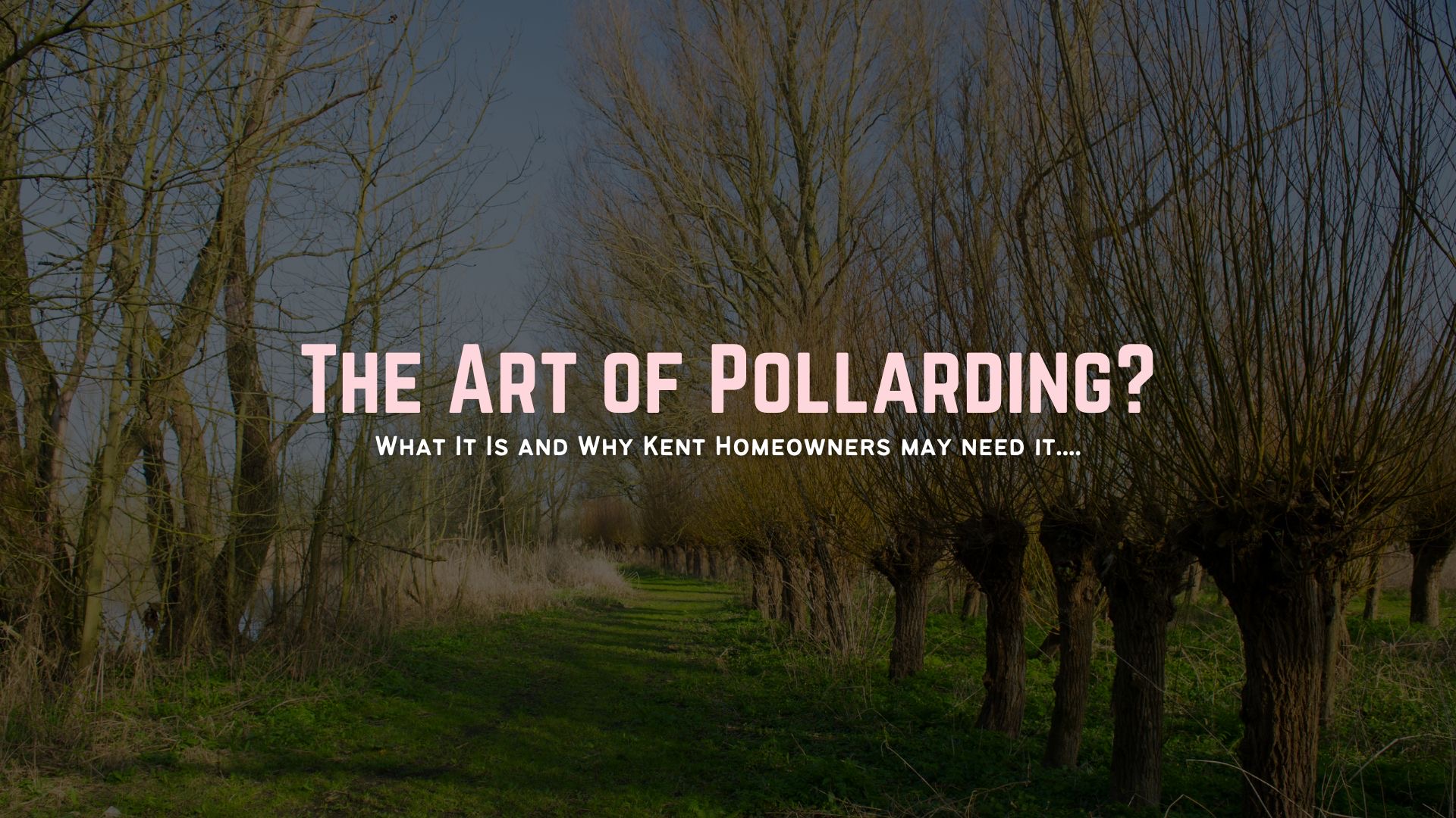 Pollarding Kent About Trees Tree Surgeon Arborist