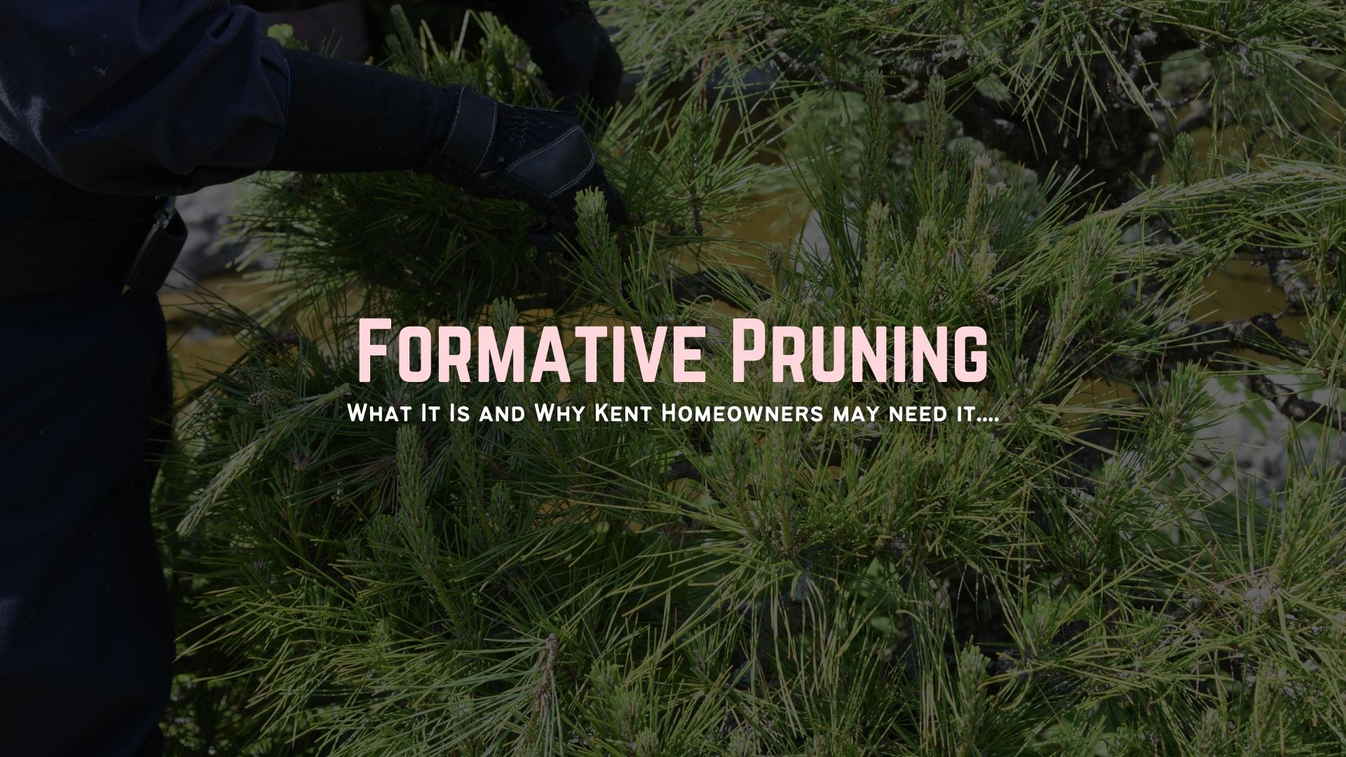 Formative Pruning: What It Is and How It Can Help Kent Homeowners