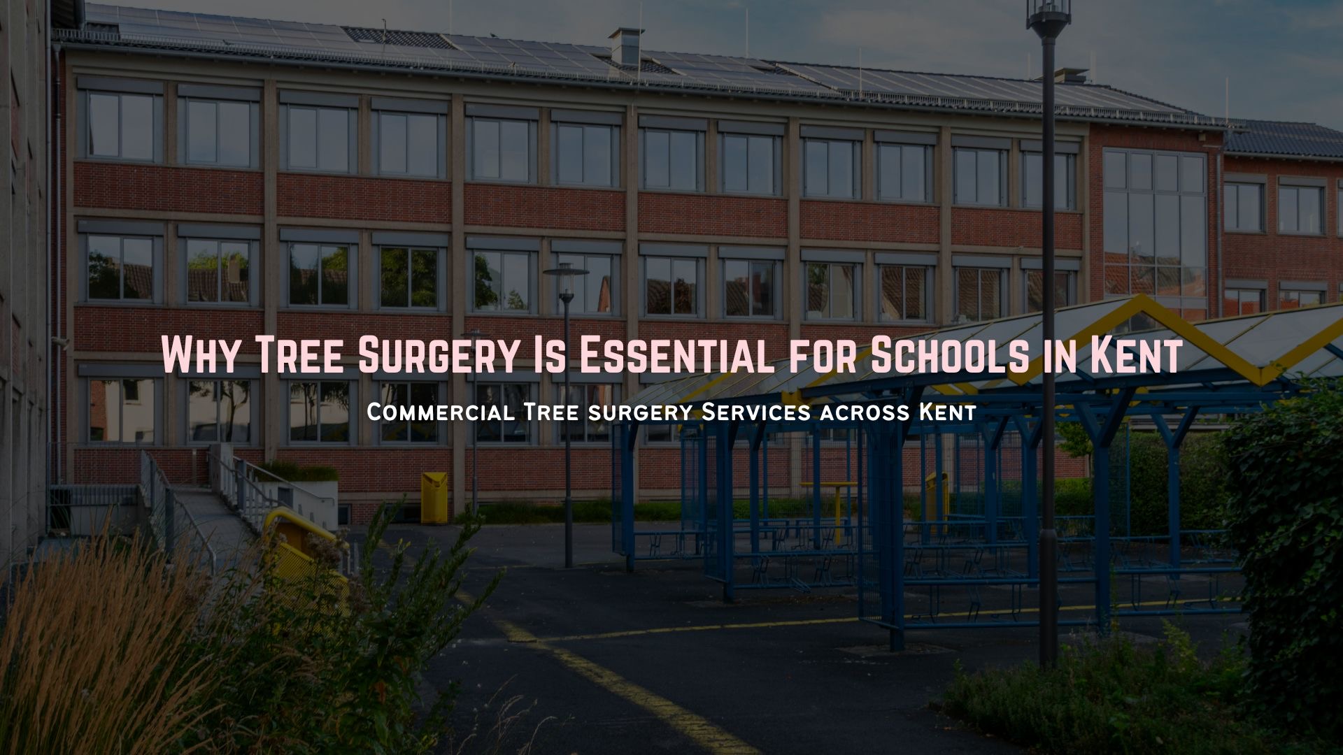 Commercial Tree Surgery Schools Kent About Trees