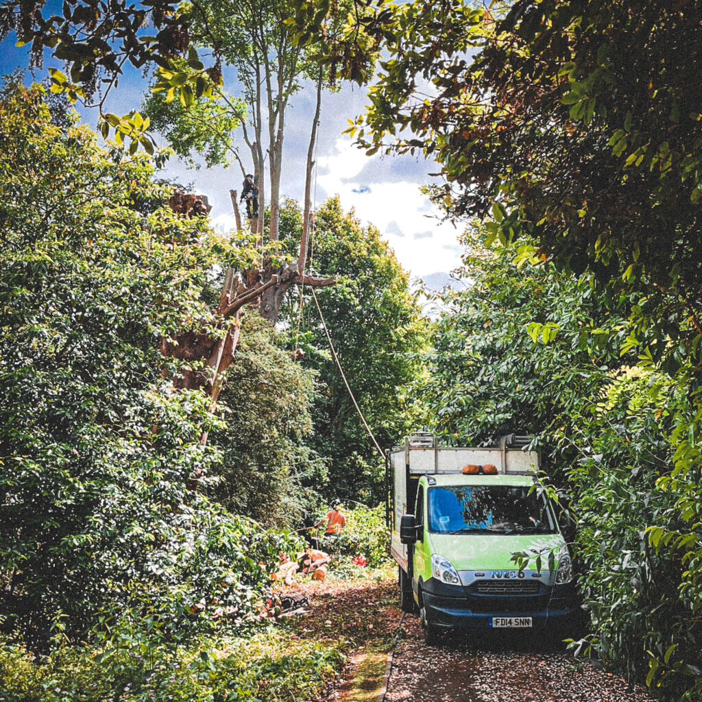 Professional Tree Surgeon Kent About Trees