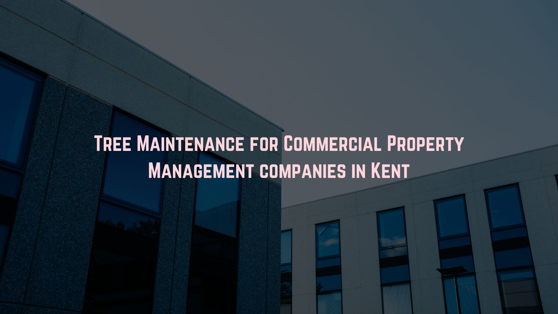 Tree Maintenance for Commercial Property Management Companies in Kent