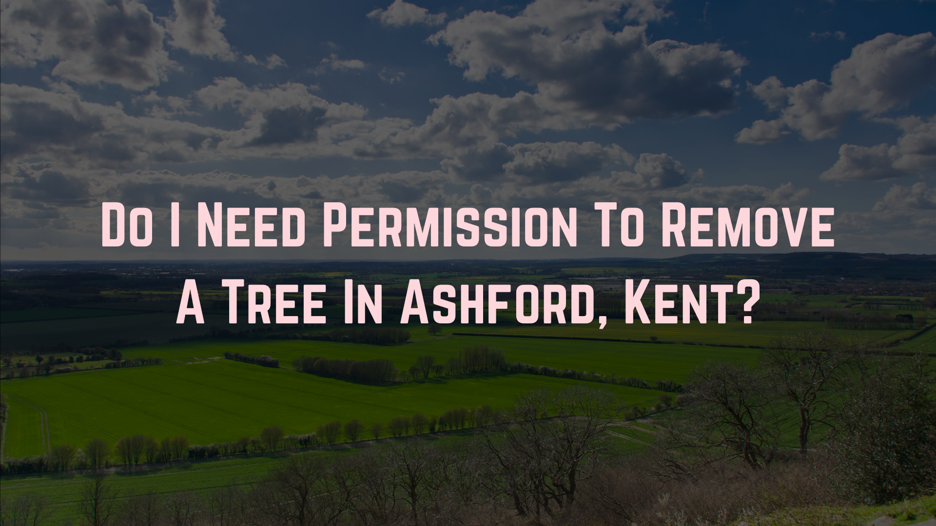 Permission Remove Tree Ashford Kent About Trees Kent Tree Surgeon