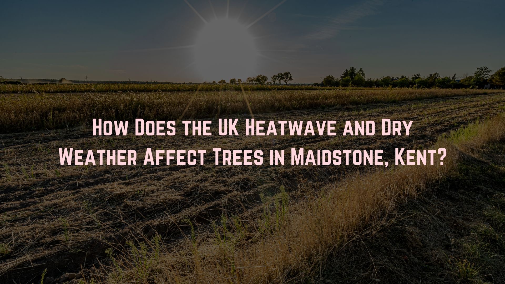 How Can the UK Heatwave and Dry Weather Affect Trees in Maidstone?