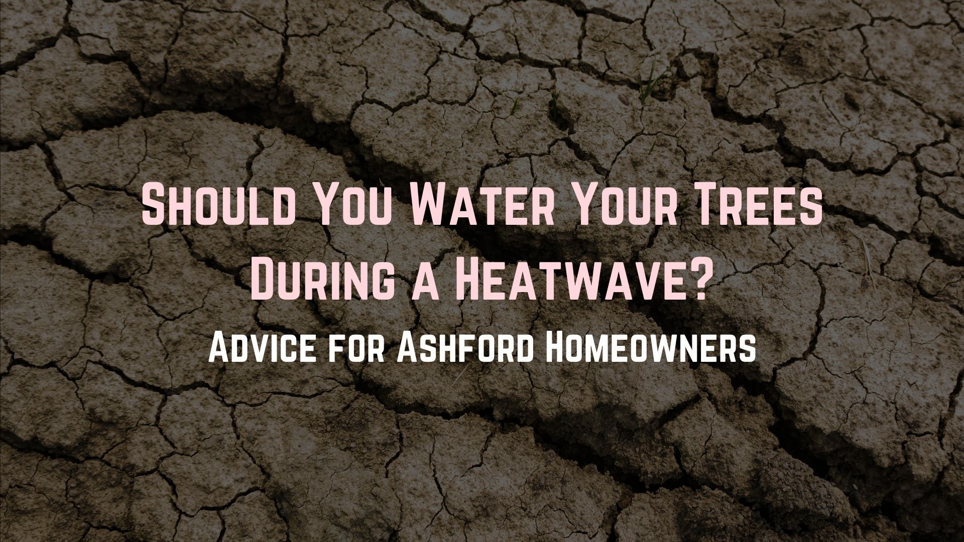 Water Trees UK Heatwave Ashford Homeowners Kent About Trees Tree Surgeon