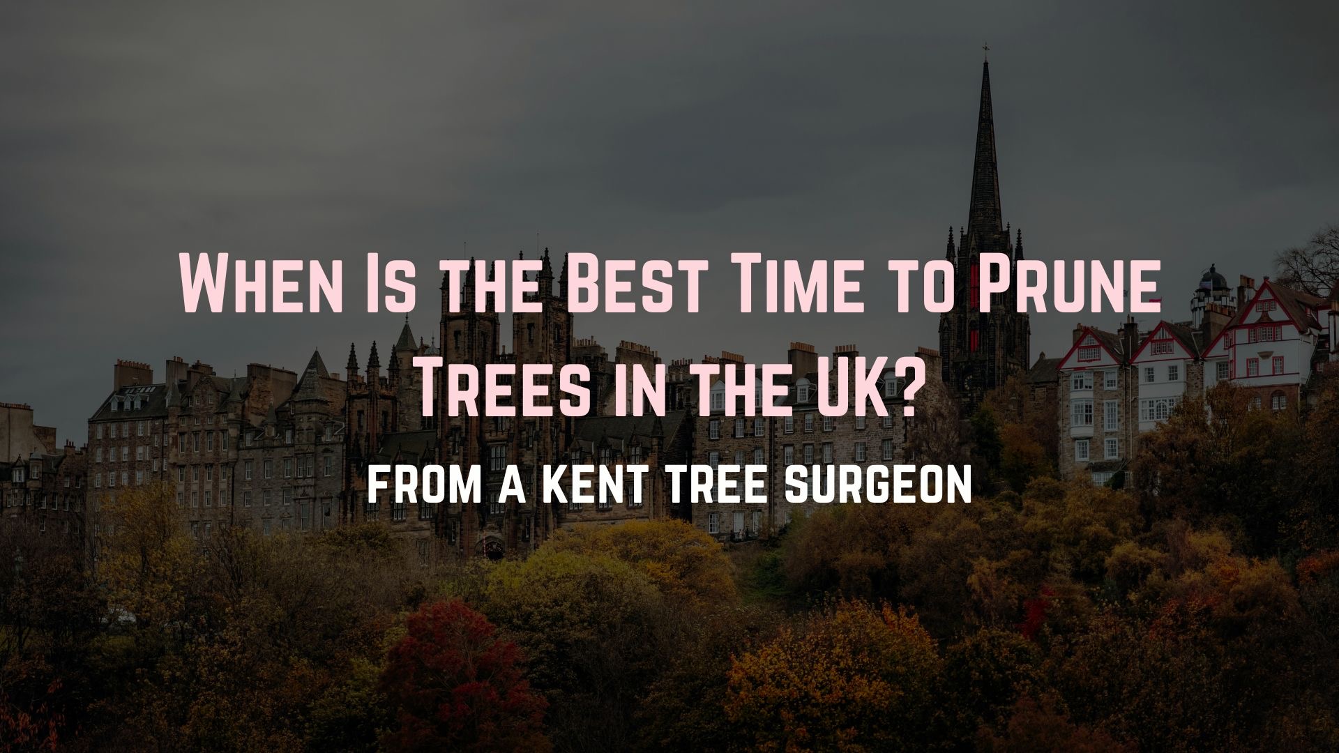 Best Time To Prune Trees UK Pruning About Trees Kent Tree Surgeon