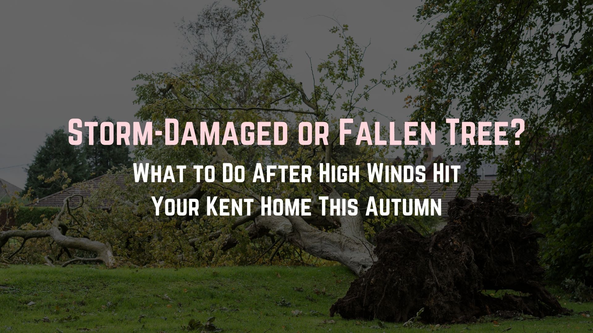 Storm Damaged Fallen Tree Kent Tree Surgeon Damage About Trees